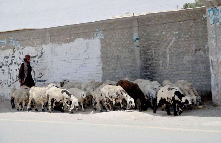 کوئٹہ: سخت دھوپ اور شدید گرمی کے باعث ایک چرواہا بھیڑ بکریوں ..