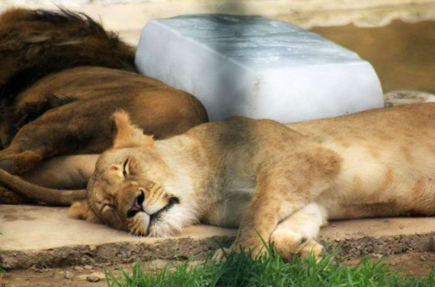 اسلام آباد: گرمی کی شدت سے نڈھال شیر دوپہر کے وقت آرام کر ..