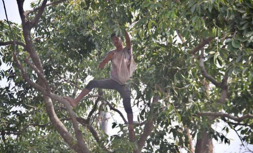 لاہور: ایک نو جوان خطرناک طریقے سے درخت پر چڑھ کر جامن توڑ ..