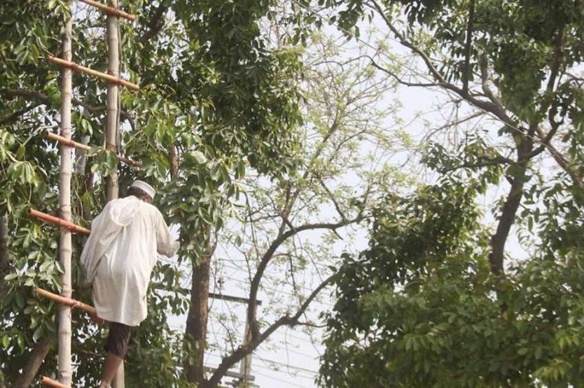 لاہور: ایک شخص جامن توڑنے کے لیے سیڑھی لگا کر درخت پر چڑھ ..