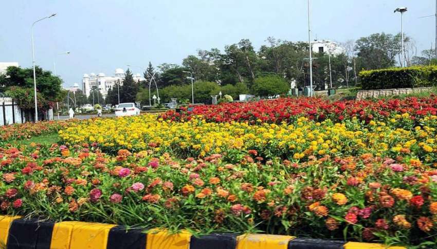 اسلام آباد: روڈ کنارے لگائے گئے موسمی پھولوں کا خوبصورت ..