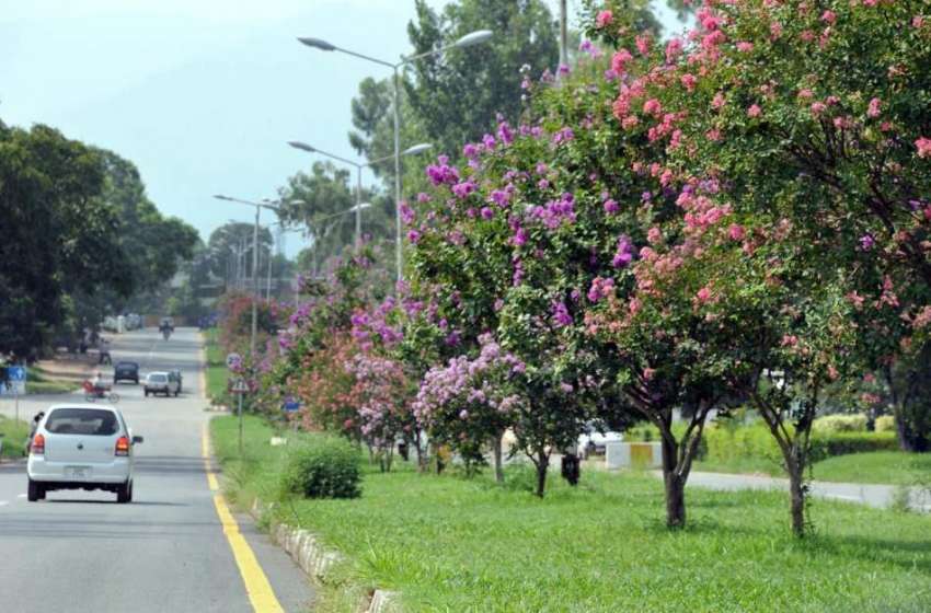 اسلام آباد: سڑک کے دونوں طرف لگے درخت سڑک کی خوبصورتی میں ..