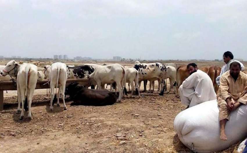 کراچی: سپر ہائی وے مویشی منڈی میں جانوروں کو لایا جا رہا ..