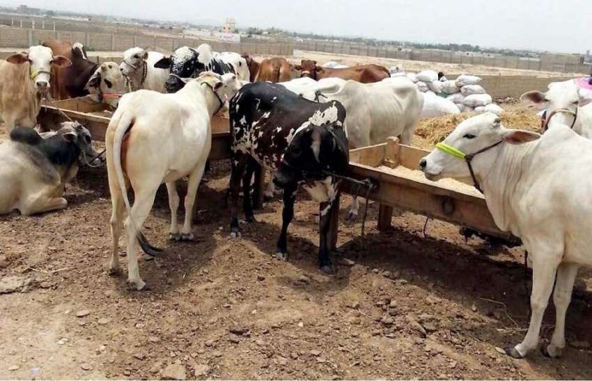 کراچی: سپر ہائی وے مویشی منڈی میں جانوروں کو لایا جا رہا ..