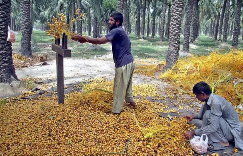 فیصل آباد: کسان اپنے باغ میں تازہ کھجوریں ٹہنیوں سے الگ کر ..