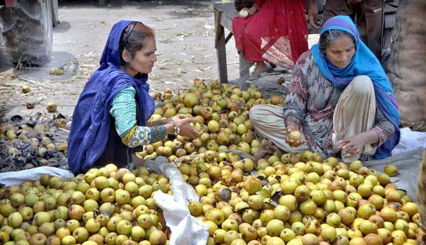 لاہور: محنت کش خواتین تازہ ناشپاتیاں چن رہی ہیں۔