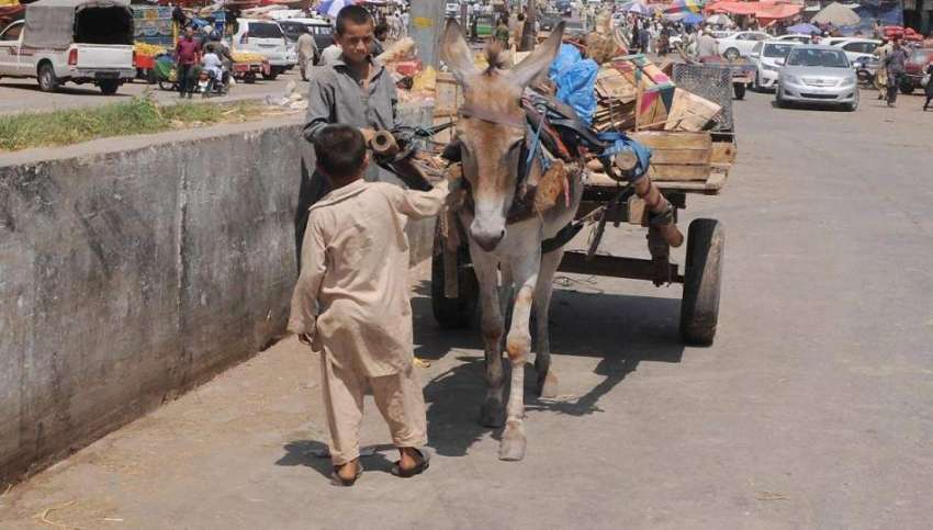 اسلام آباد: افغان بچے گدھا ریڑھی کے ہمراہ منڈی روڈ سے گزر ..