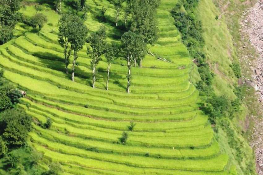 مظفر آباد: سنبہ تریڑی کے مقام پر چاولوں کی کاشت کھیت خوبصورت ..