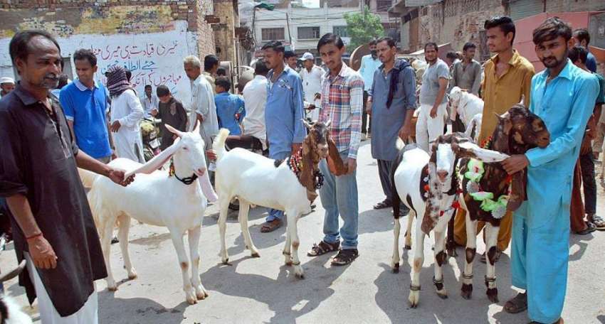 حیدر آباد: عیدالاضحی کی آمد آمد پر بیوپاری فروخت کے لیے بکرے ..