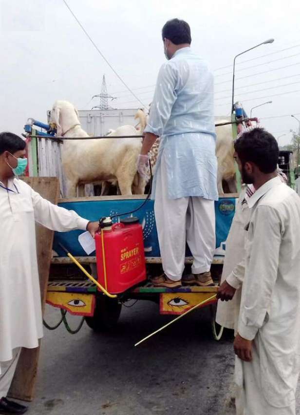 لاہور: ضلعی انتظامیہ کی ٹیم شہر کے داخلی راستے پر جانوروں ..
