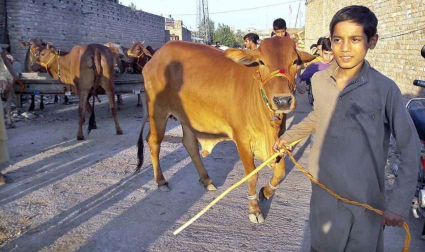 راولپنڈی: نوجوان بیوپاری بکرا عید کی آمد کے سلسلہ میں گائے ..