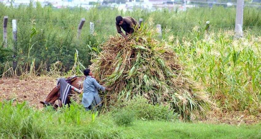راولپنڈی: کسان پالتو جانوروں کے لیے چارہ کاٹنے کے بعد گھوڑا ..