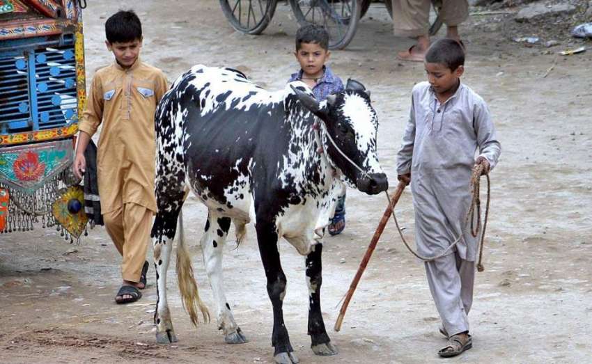 راولپنڈی: عیدالاضحی کی آمد کے موقع پر بچے قربانی کا جانور ..
