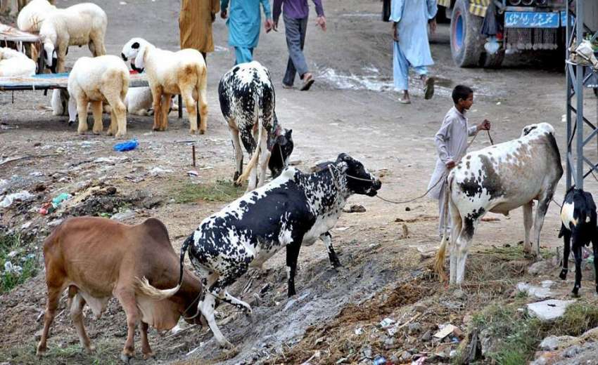 راولپنڈی: بیوپاری قربانی کے جانور لیے گاہکوں کے منتظر ہیں۔