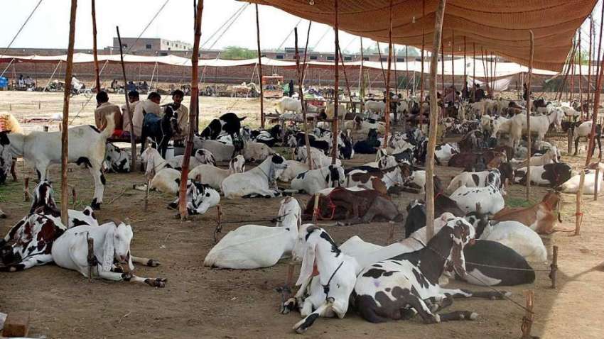 فیصل آباد: عید قربان کی آمد کے موقع پر خوبصورت جانوروں کی ..