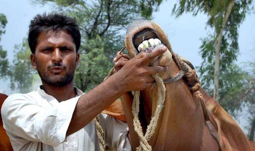 فیصل آباد: بیوپاری قربانی کے لیے جانور دکھا رہا ہے۔