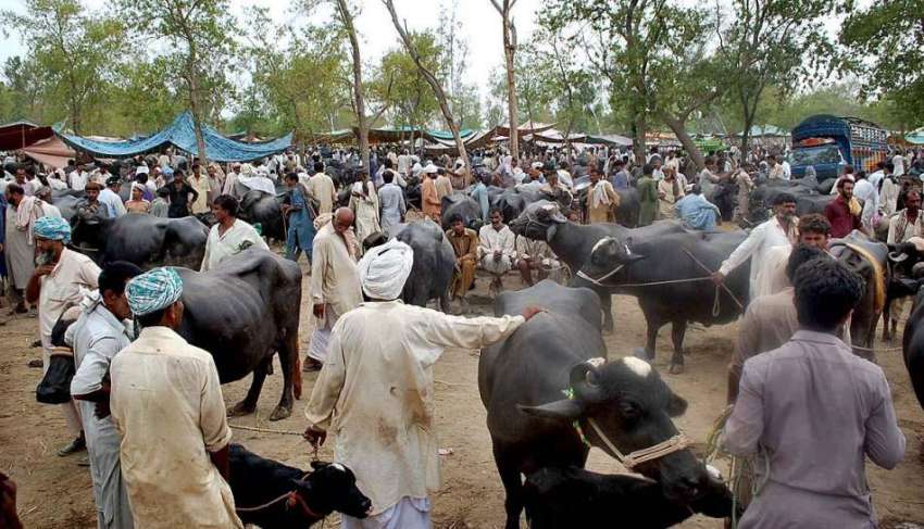 فیصل آباد: عید قرباں کی مناسبت سے سجائی گئی منڈی میں شہری ..