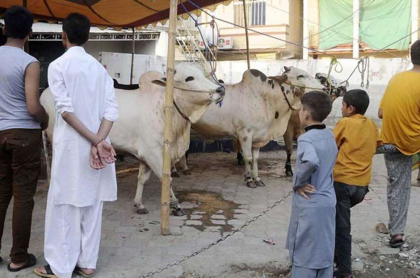 راولپنڈی: بچے قربانی کے لیے خریدے گئے بیل دیکھ رہے ہیں۔