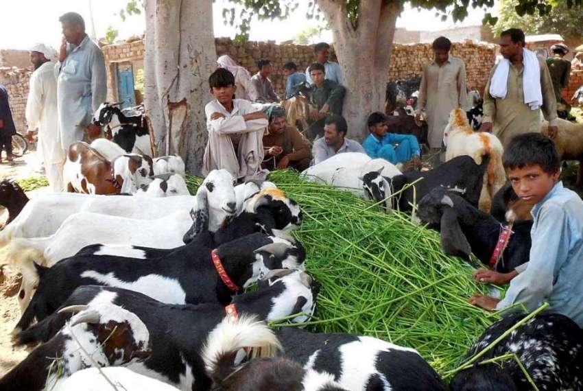 چنیوٹ: مویشی منڈی میں بیوپاری قربانی کے جانور لیے گاہکوں ..
