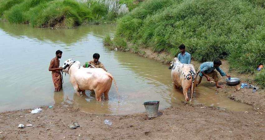 راولپنڈی: شہری نالہ لئی میں گائے کو نہلا رہے ہیں۔