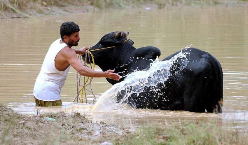راولپنڈی: شہری نالہ لئی میں گائے کو نہلا رہا ہے۔
