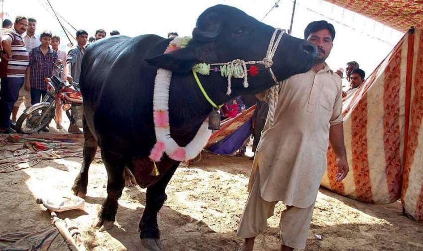 فیصل آباد: قربانی کے جانوروں کی نمائش کے دوران ایک بیوپاری ..