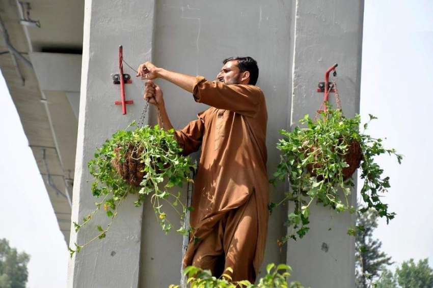 راولپنڈی: آر ڈی اے ملازم میٹرو پل کے پلر کے ساتھ پودوں کے ..