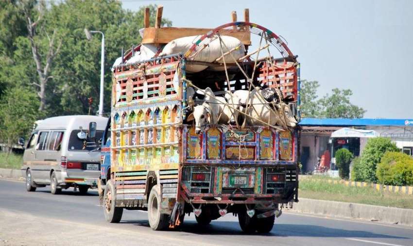 راولپنڈی: قربانی کے جانور مویشی منڈی لیجائے جا رہے ہیں۔