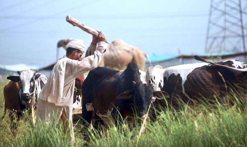 اسلام آباد: عید قرباں کے پیش نظر بیوپاری مویشی منڈی میں جانوروں ..