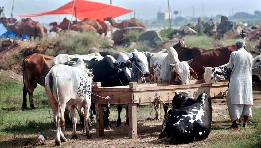 اسلام آباد: عیدالاضحی کی آمد کے موقع پر لگائی گئی مویشی منڈی ..