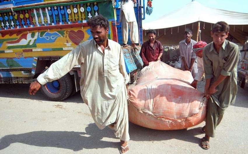 اسلام آباد: محنت کش ٹرک سے چارہ اتار کر قربانی کے جانوروں ..