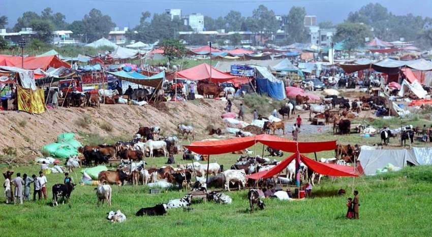 اسلام آباد: عید قرباں کے لیے سجائی گئی عارضی مویشی منڈی میں ..