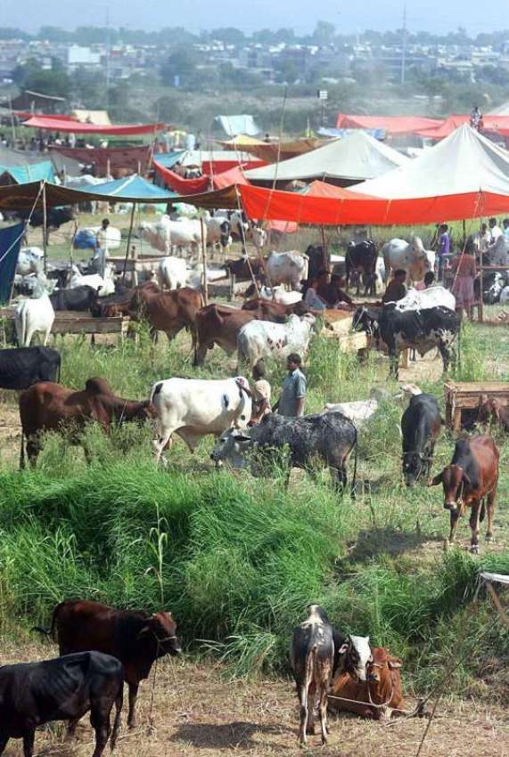 اسلام آباد: عید قرباں کے پیش نظر مویشی منڈی میں بڑی تعداد ..