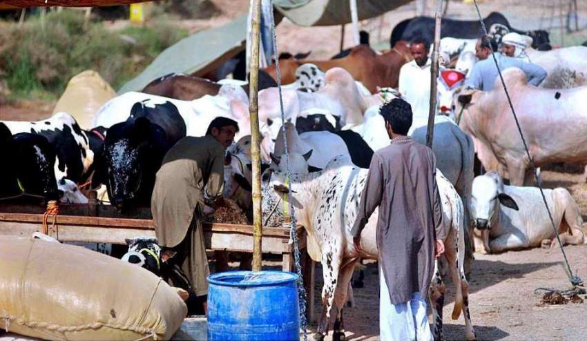 اسلام آباد: بیوپاری قربانی کے جانوروں کو چارہ ڈال رہے ہیں۔