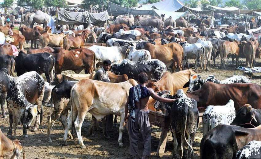 لاہور: بیوپاری مویشی منڈی میں قربانی کے جانور سجائے گاہکوں ..