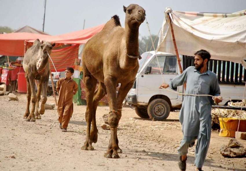 راولپنڈی: مویشی منڈی میں قربانی کے اونٹ فروخت کے لیے لائے ..
