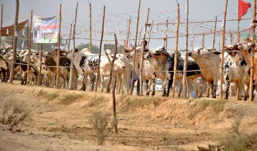 راولپنڈی: مویشی منڈی میں لائے گئے قربانی کے جانور۔