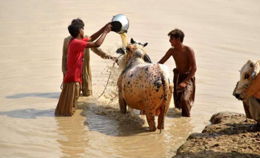 راولپنڈی: عید قربان کے لیے لائے گئے جانور مویشی منڈی میں ..