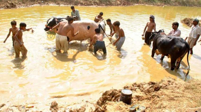 راولپنڈی: عید قربان کے لیے لائے گئے جانور مویشی منڈی میں ..