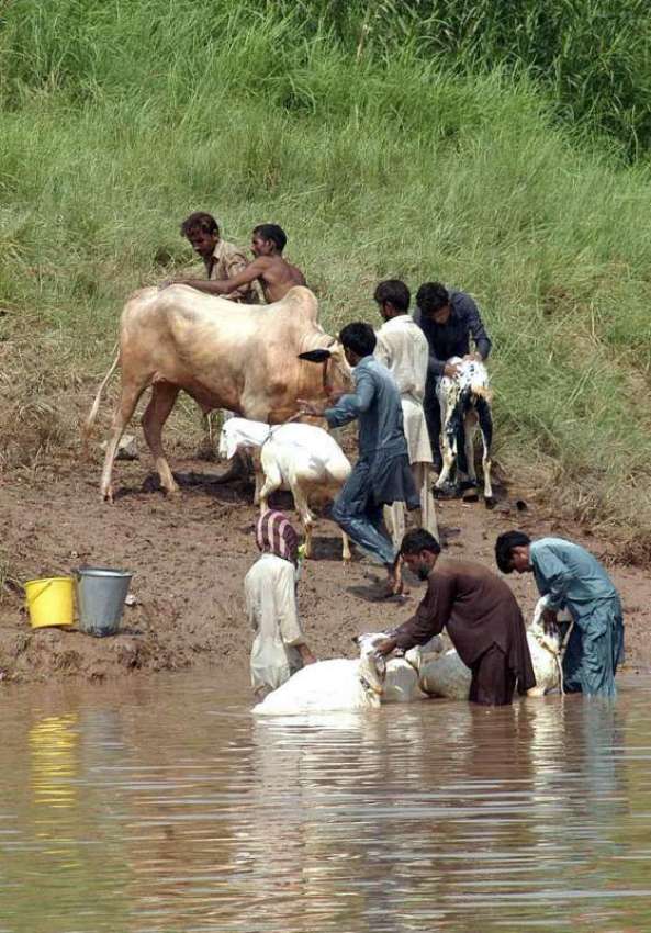 اسلام آباد: موشی منڈی میں لائے گئے قربانی کے جانوروں کو نہلایا ..