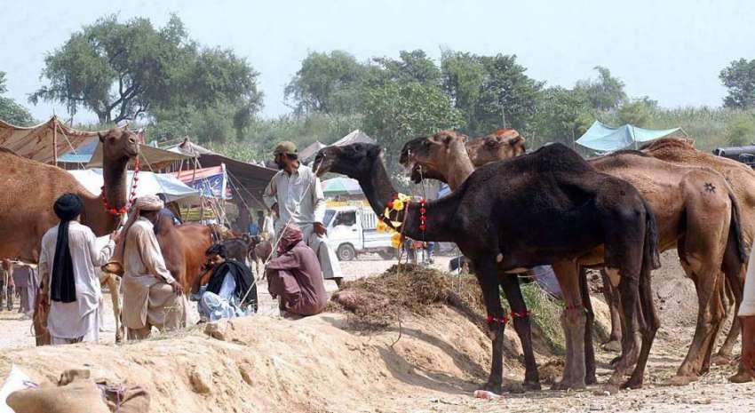 اسلام آباد: مویشی منڈی میں لائے گئے قربانی کے اونٹ۔