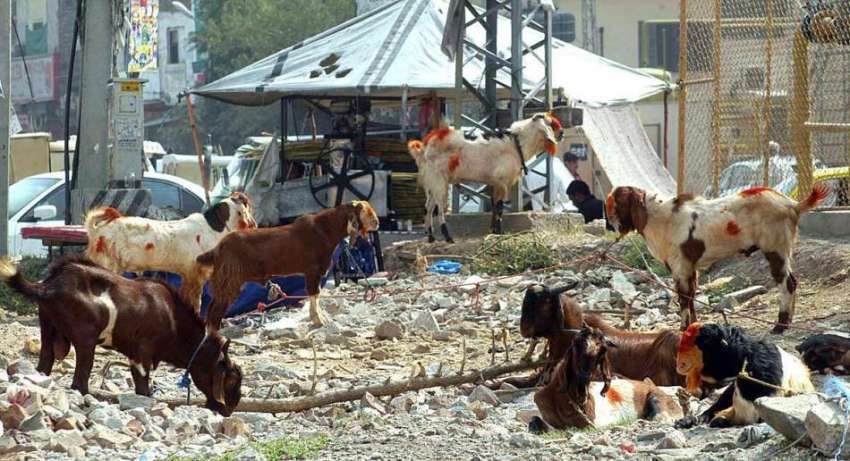 راولپنڈی: مویشی منڈی میں لائے گئے قربانی کے جانور۔