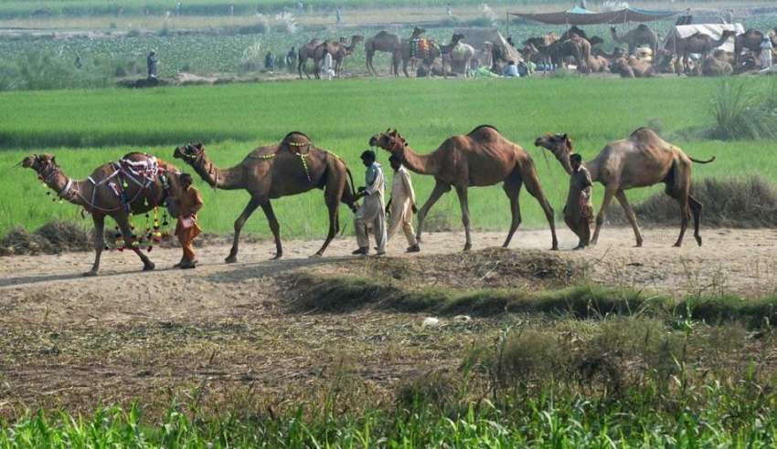 لاہور: بیوپاری لاہور کی مویشی منڈی میں فروخت کے لیے اونٹ ..