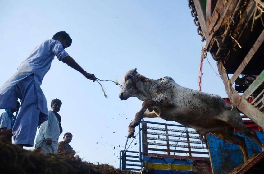 لاہور: مویشی منڈی میں لائے گئے قربانی کے جانوروں کو ٹرک سے ..
