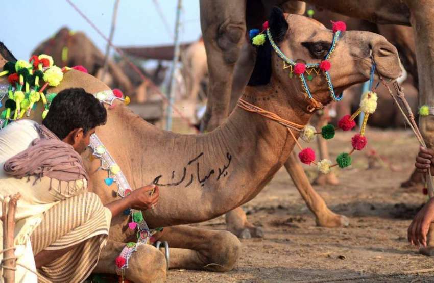 لاہور: مویشی منڈی میں لائے گئے قربانی کے اونٹ پر بیوپاری ..