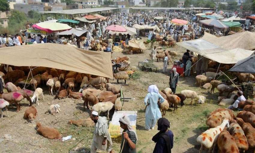 ٹیکسلا: منڈی مویشیاں میں خریداروں کا رش۔