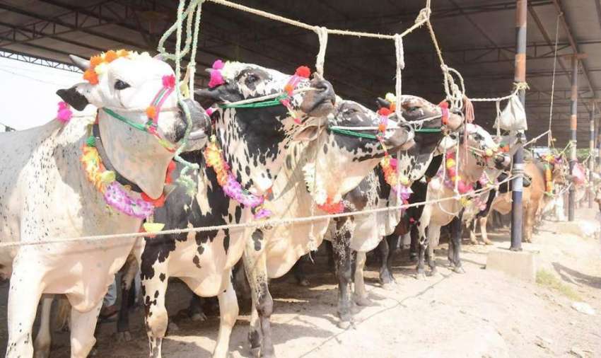 ٹیکسلا: منڈی مویشیاں میں لائے گئے قربانی کے جانور۔
