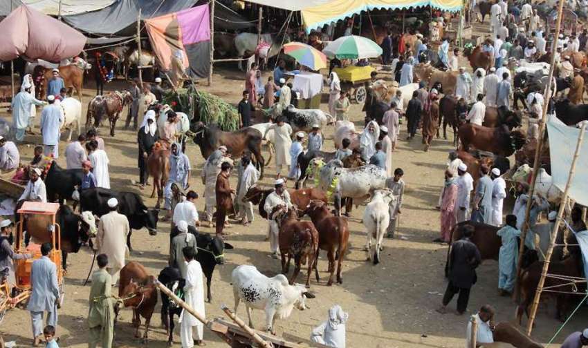 پشاور: منڈی مویشیاں میں لوگ قربانی کے جانور خرید رہے ہیں۔