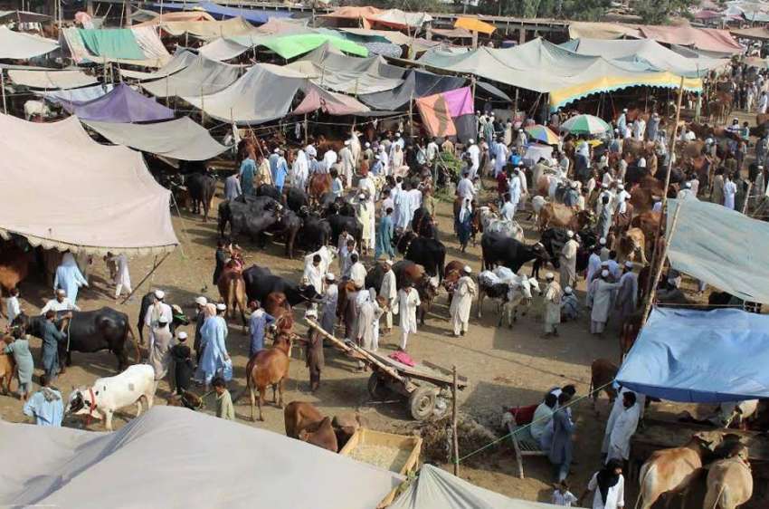 پشاور: منڈی مویشیاں میں لوگ قربانی کے جانور خرید رہے ہیں۔