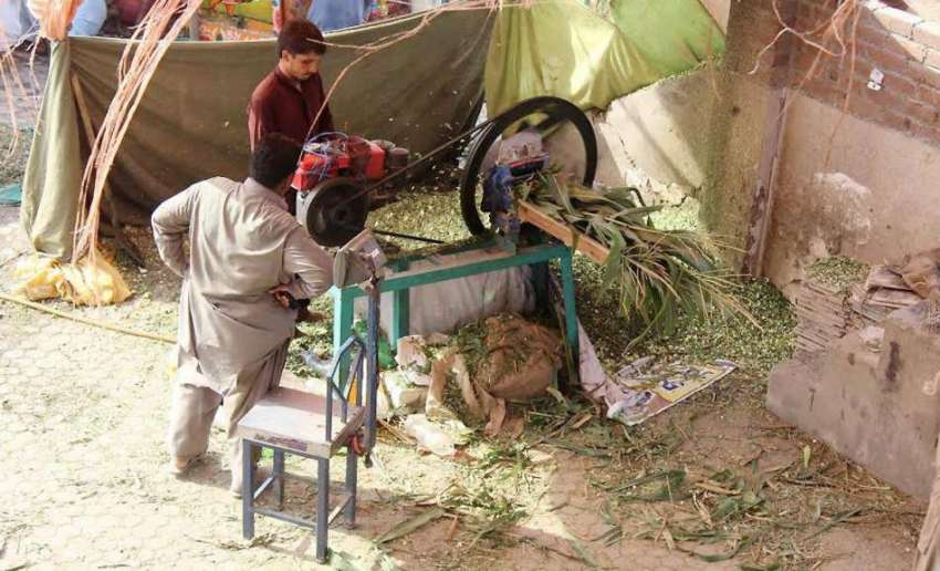 پشاور: منڈی مویشیاں میں ایک دورکاندار جانوروں کے لیے چارہ ..